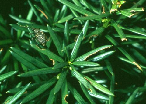 Black vine weevil and damage

