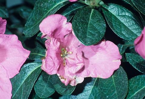 Thrips damage on azalea (Photo: Phil Nixon)