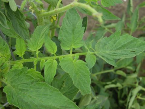 Chlorimuron (ALS) herbicide drift on tomato. 