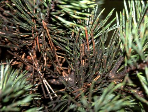 Tortise scale crawlers and sooty mold on pine.
