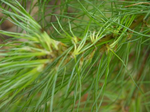 Triclopyr (PGR) herbicide drift on white pine. 