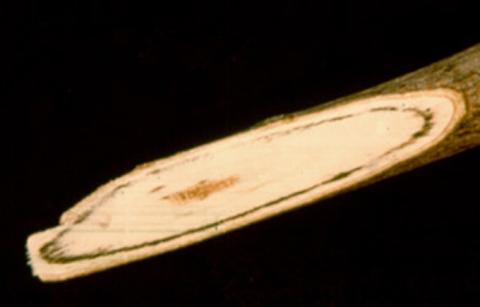 Verticillium wilt streaking in maple branch.