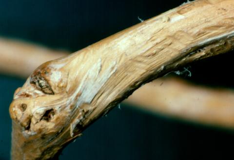 Vole teeth marks in wood