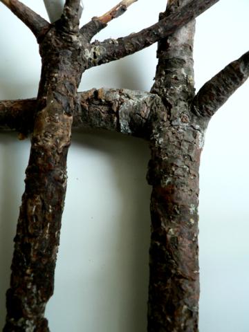 White pine blister rust.