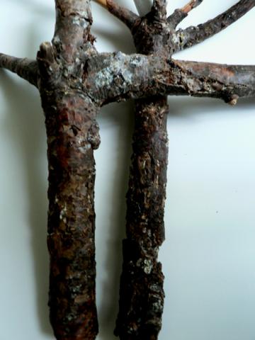 White pine blister rust. 