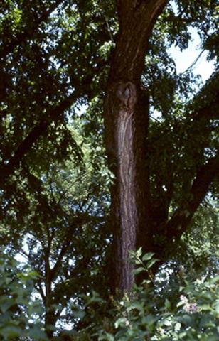 White streak on elm bark due to wetwood