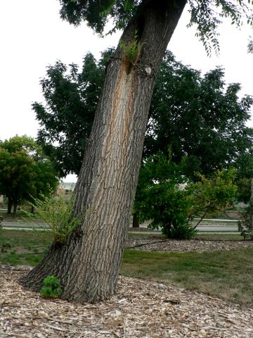 Wetwood symptoms from cut branch.