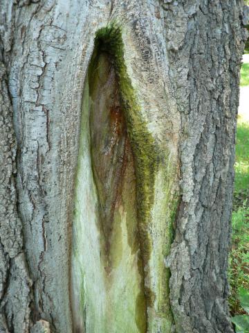 Wetwood symptoms on tree trunk.