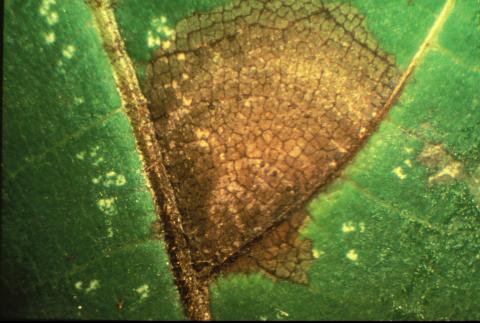 Marssonia leaf spot on black walnut.