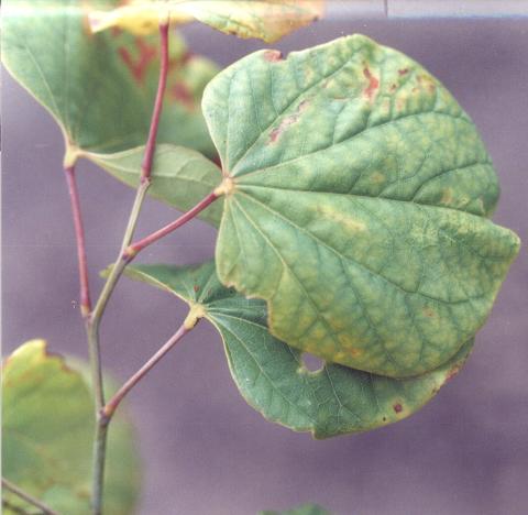 Glyphosate herbicide drift on redbud. 