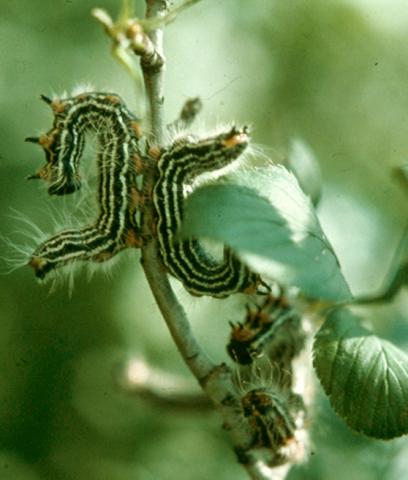 Yellowneck caterpillars lift front and rear ends to scare predators