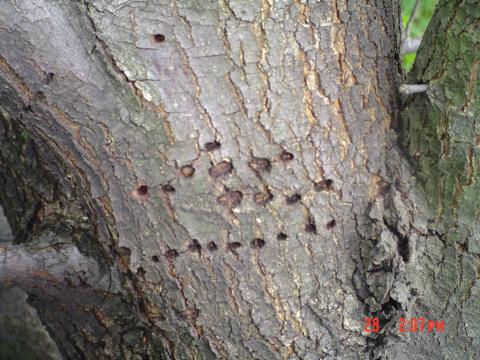 Yellow-bellied sapsucker holes are in lines.