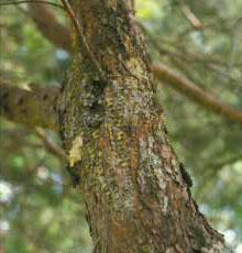 Yellow-bellied sapsucker holes on pine.