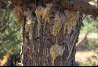 Bleeding from yellow-bellied sapsucker holes on pine.