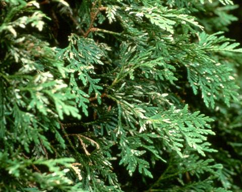 Young bagworms on arborvitae
